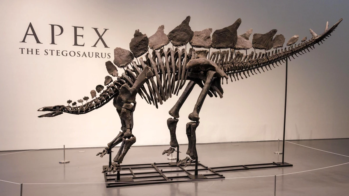 New York’ta Büyük Bir Dinozor İskeleti Rekor Fiyata Satıldı