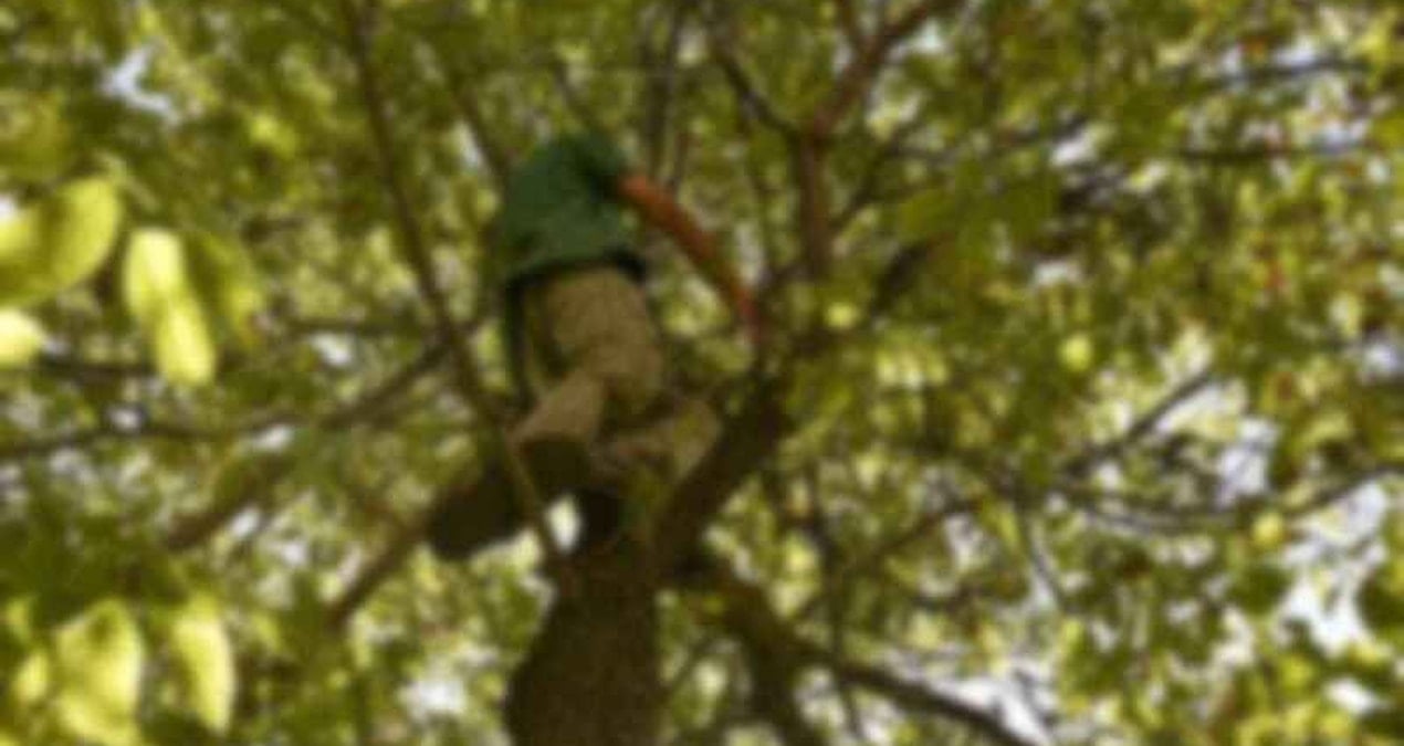 Ağaçtan düştü, hastanede öldü