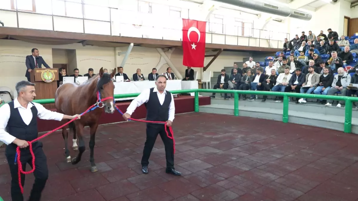 elit tay satisinda rekor fiyat hizli yasin 105 milyon liraya satildi x592DMaH.jpg