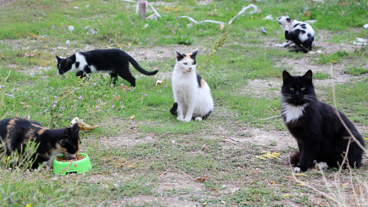 isparta valisi abdullah erin kedilerin pati ve kuyruklarinin kesildigine dair iddialar dogru degil yOVUcy6A.jpg