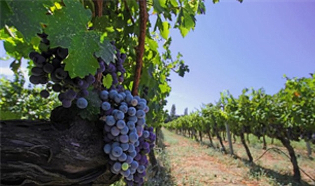 izmir bagcilik mirasini koruyan iter vitis rotasina katildi mmLsWgBP.jpg