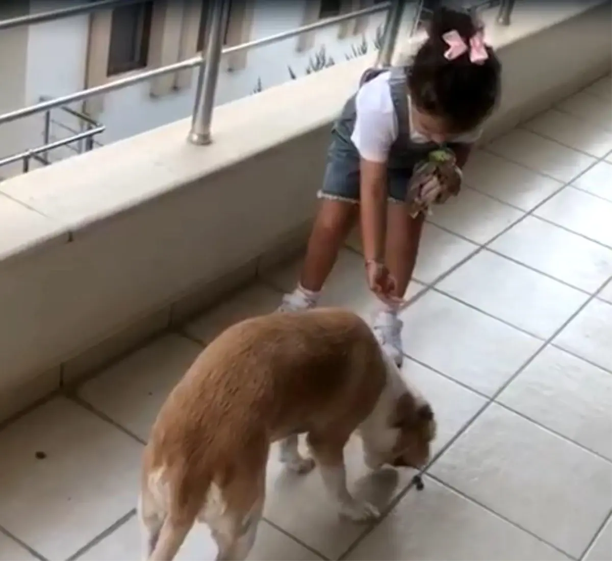 minik gokceden hayvan sevgi dolu davranis cxInN8Ru