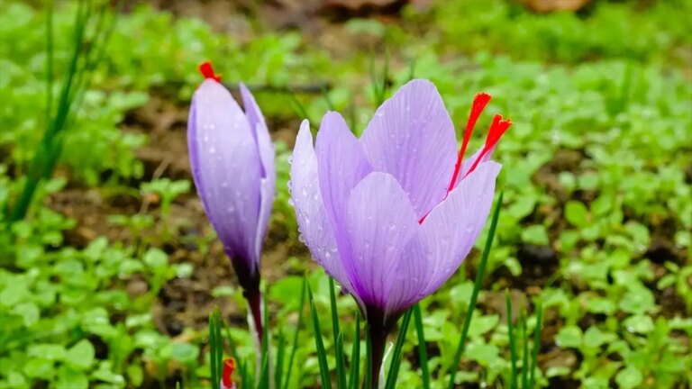 safran festivali safranboluda tamamlandi 5RAEOz2k.jpg