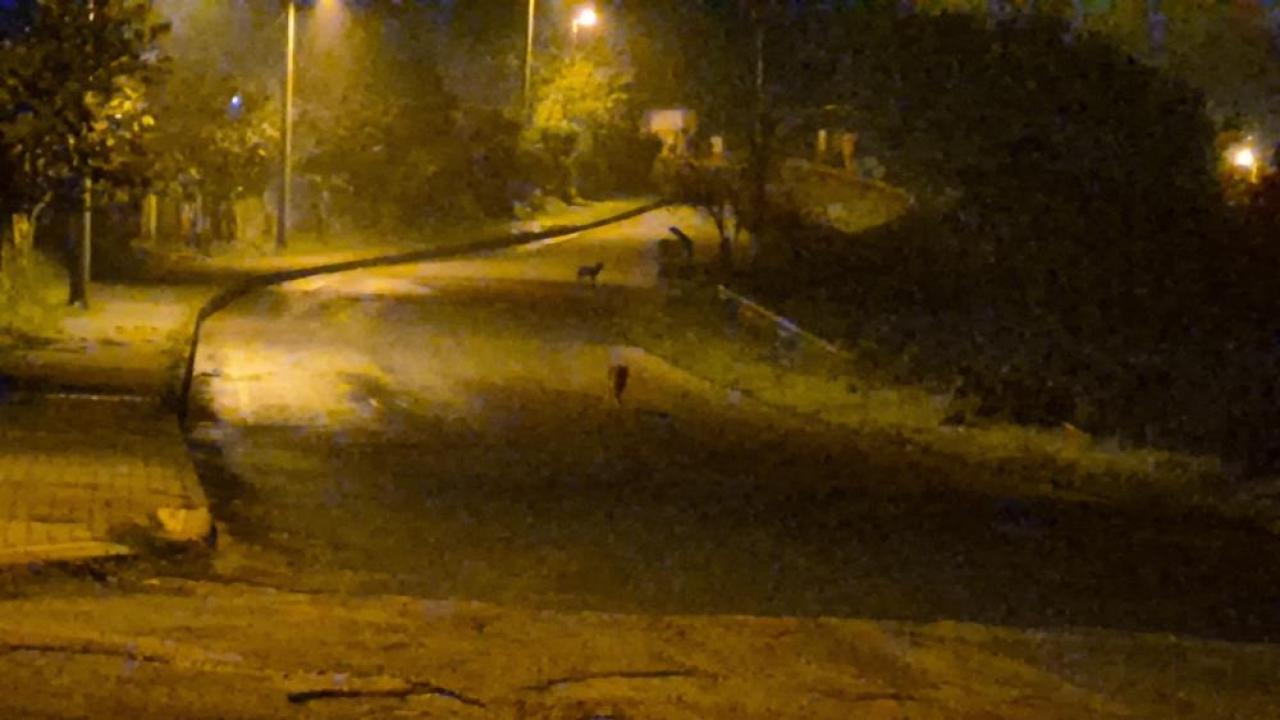 cakallar sehir merkezini mesken tuttu KFUqKeuz.jpg