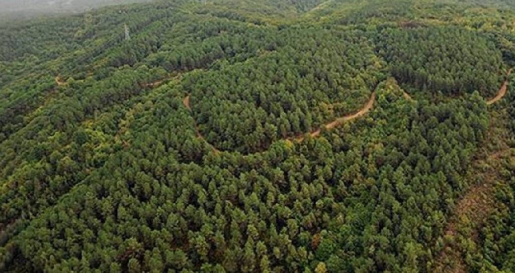 100 Yaşındaki Dinozor Kaplumbağa, 800 Yavrusuyla Neslini Kurtardı