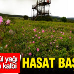 Isparta’da Gül Yağı Hasadı Başladı: Dünya Pazarının Kalbi