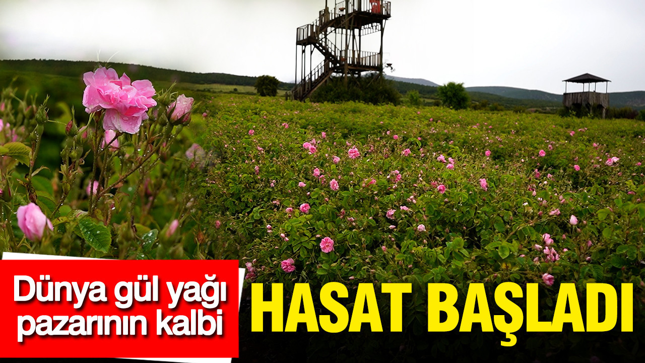 Isparta’da Gül Yağı Hasadı Başladı: Dünya Pazarının Kalbi