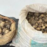 Koruma Altındaki Bitkileri Toplayanın Cezası Ağır: 31 Kilogram Salep Ele Geçirildi