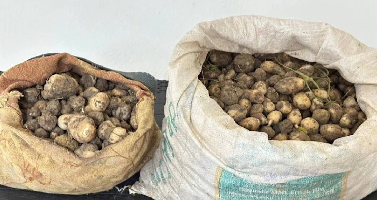 Koruma Altındaki Bitkileri Toplayanın Cezası Ağır: 31 Kilogram Salep Ele Geçirildi